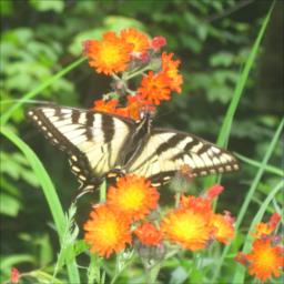 Schmetterling lebt im Ökosystem